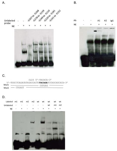 HNRNPA1 Interacts With A 5 Flanking Distal Element Of Interleukin 6