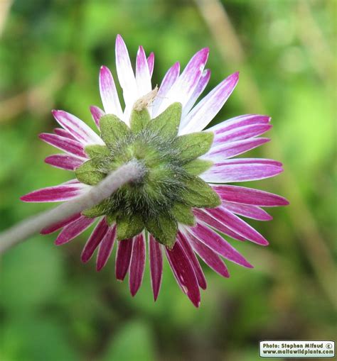 Bellis Sylvestris Southern Daisy MaltaWildPlants The Online