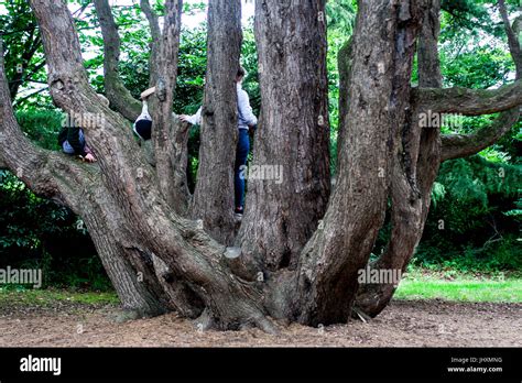 Large Multi Trunk Tree With Exposed Large Woody Roots In Dublin Ireland