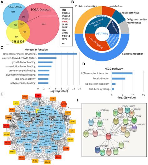 Phtf2 Regulates Lipids Metabolism In Gastric Cancer Aging