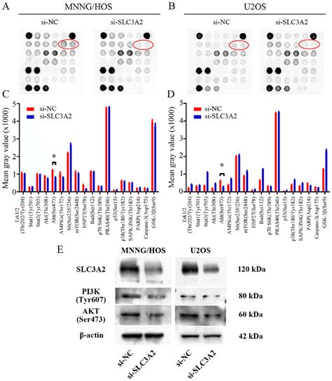 Slc3a2 Regulates The Pi3kakt Signaling Pathway A And B Pathscan Download Scientific Diagram