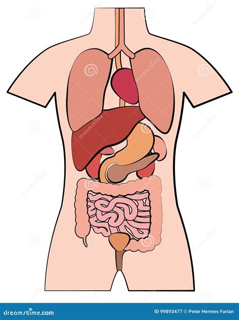 Illustration Humaine D Ensemble D Organes Internes D Anatomie