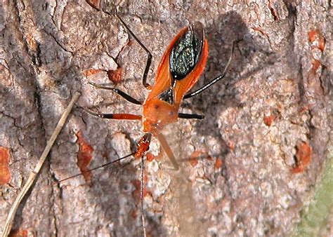 Orange Assassin Bug - Gminatus australia