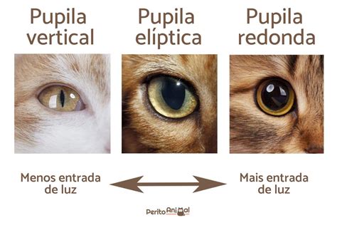 Porque A Pupila Do Gato Dilata LIBRAIN