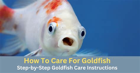 How To Care For Goldfish: Step-by-Step Goldfish Care Instructions ...