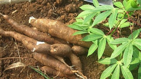 Cassava Nigeria Can Save N1 2trn From Ethanol Starch Sweetener Imports