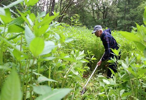 Indisches Springkraut Im Westerwald Eine Invasive Art Fast Zum