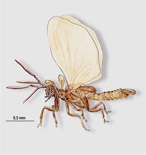 Strepsiptera Life Cycle