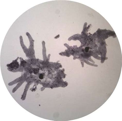 Protozoa Live Amoeba Proteus School Science Equipment Uk