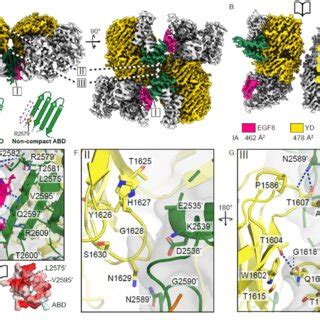 Teneurin And Teneurin Ten Compact Dimer Interfaces Are