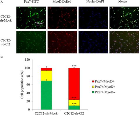 Effect Of St Gal Knockdown On Cell Fate A Coimmunostaining Of Pax