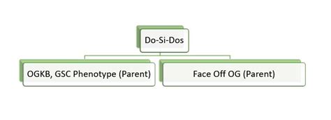 Do-Si-Dos Strain - The Ultimate Guide - Marijuana Science