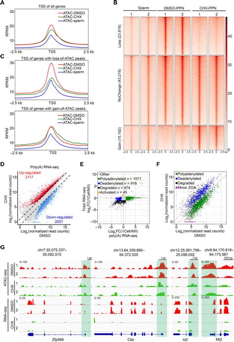 Profiling and functional characterization of maternal mRNA translation ... 