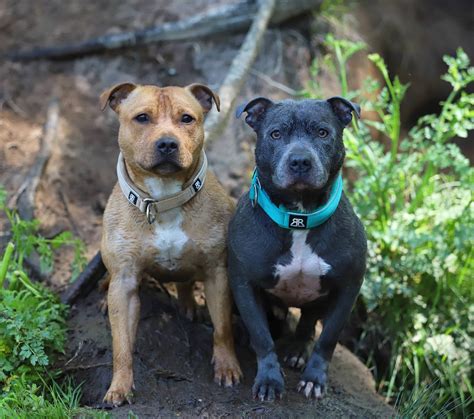 BullyBillows - Quality Dog Collars and Dog Leads