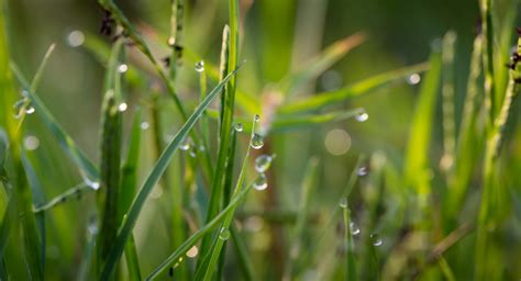 Free Images Nature Branch Droplet Drop Dew Growth Field Lawn