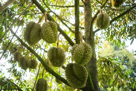 4 Perawatan Tanaman Durian Agar Tumbuh Subur Dan Berbuah Banyak