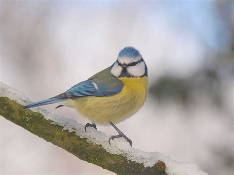 Mésange Bleue Parus Caerulus Blue Tit Vogelwartech Flickr