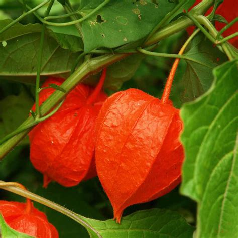 Chinese Lantern Seeds Physalis Alkekengi Flower Seeds