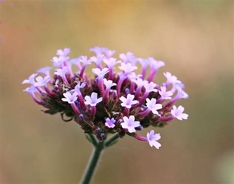 Fotos gratis naturaleza rama fotografía pétalo florecer verano