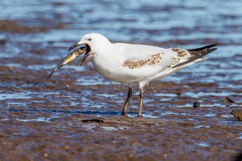 Silver Gull in Western Australia Stock Image - Image of silver, feather ...