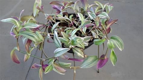 Wandering Jew Plant Tradescantia Fluminensis Tricolor Youtube