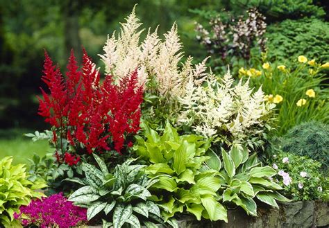 Guide Complet Pour L Astilbe Plantation Entretien Et Vari T S