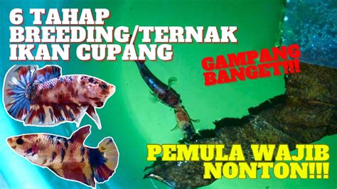 Cara Mengawinkan Ikan Cupang Untuk Pemula Youtube