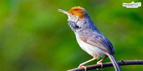 Burung-Prenjak-Kepala-Merah