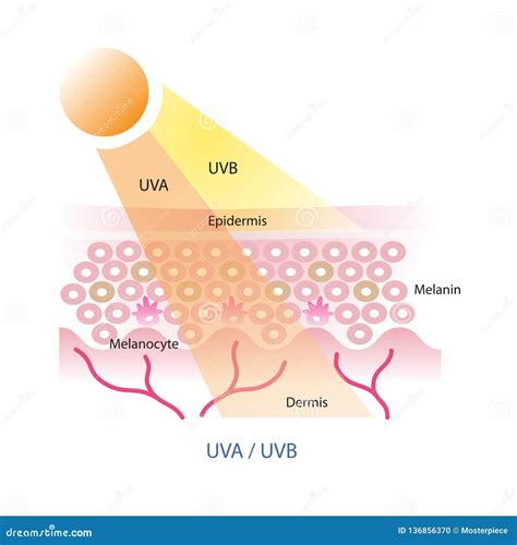 UVA and Uvb on Skin Layer . Stock Illustration - Illustration of ...