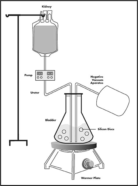 Urinary System Diagram - exatin.info