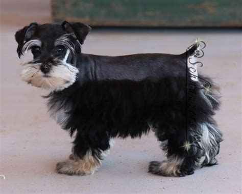 Teacup And Mini Schnauzer Puppies For Sale Schnauzers 101