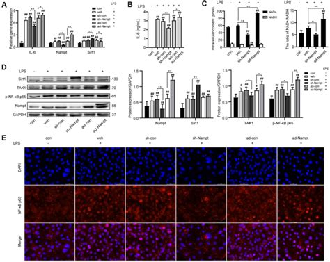 Nampt Promoted Lps Induced Inflammation In Mc3t3 E1 Cells After