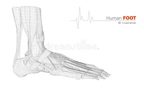 Anatomia Do P Nome Do Dedo Ou O Dedo Do P E O Outro Fundo Bonito Da