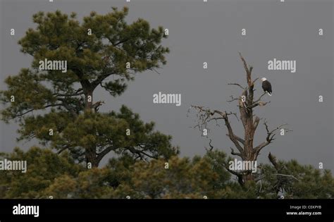 Bald Eagle on branch Florida Stock Photo - Alamy