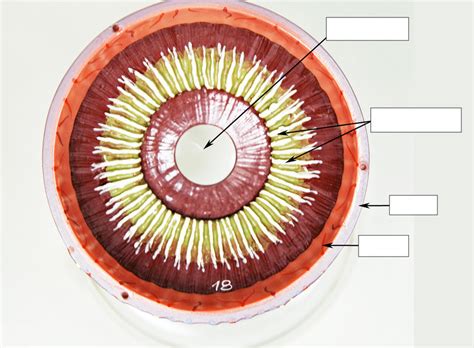 Eye Anterior Interior Diagram Quizlet