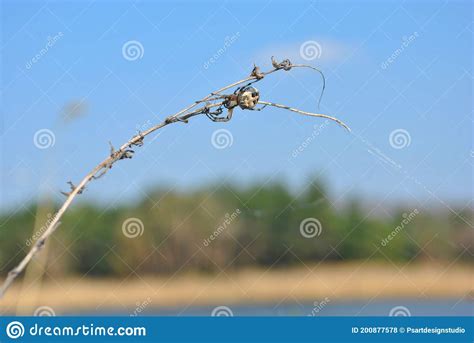 Araneus Diadematus European Garden Spider Diadem Spider Cross Spider