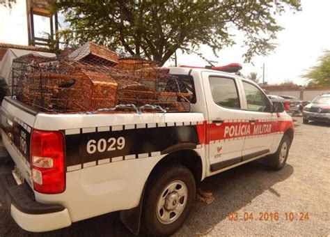 Polícia Militar resgata mais de 400 animais silvestres durante ações