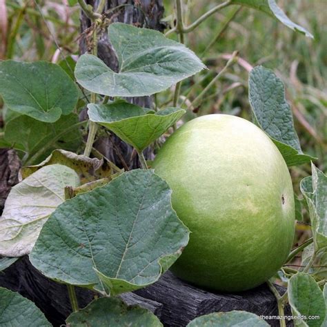 Calabash Round Bottle Gourd Laudi Doodhi Ghiya Sorakaya Etsy Gourds Seeds Growing Veggies