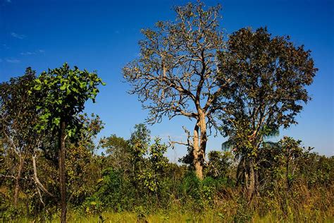 Dia Do Cerrado Mato Grosso Registra Queda De Nos Alertas De