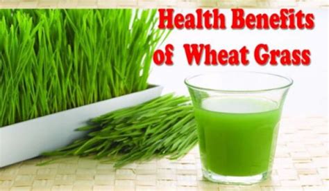 10 Health Benefits Of Drinking Wheatgrass Juice Right Home Remedies