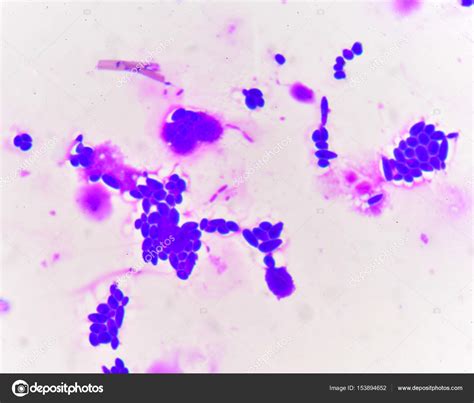 Budding Yeast Under Microscope