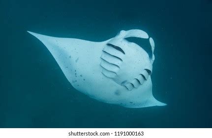 Manta Ray Feeding On Plankton Stock Photo 1191000163 | Shutterstock