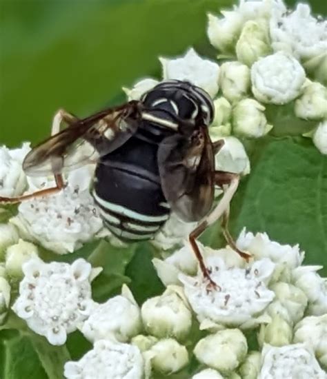 Bald Faced Hornet Fly From Valentine Farm Mahoosuc Land Trust Bethel Me