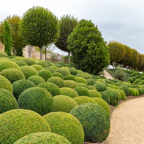 Unusual Evergreen Shrubs To Plant This Summer Rural Mom