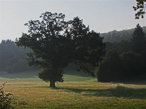 Jakobus Wald Wiese Baum Bernd Brang Flickr