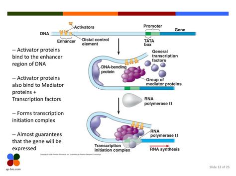 PPT - Eukaryotic Gene Regulation PowerPoint Presentation - ID:6147170