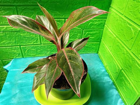 Siam Aurora Es Un Tipo De Planta De Aglaonema Rojo O Evergreens Chinos