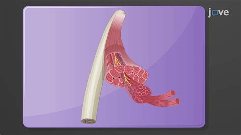 Video Gross Anatomy Of Skeletal Muscles