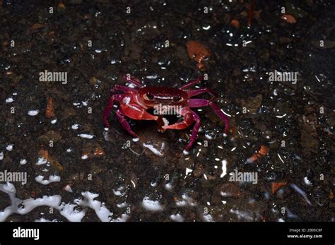 Face of Purple tree crab Splendida ghatiana, Distribution- Western ...