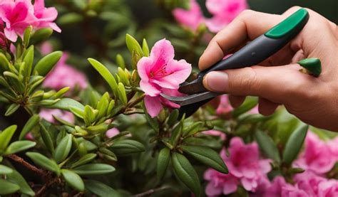 How To Propagate Azaleas